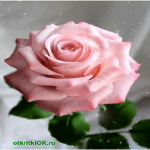 Открытка красивая роза