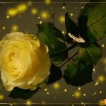 Желтая роза открытка