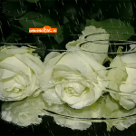 Букет роз под дождём