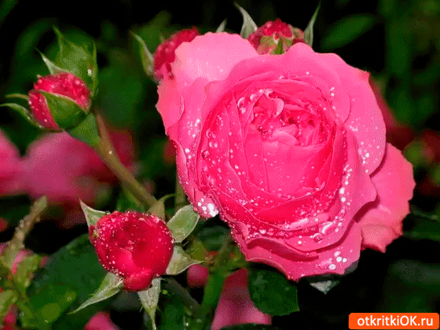 Самые необычные розы тебе
