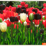 Великолепные тюльпаны