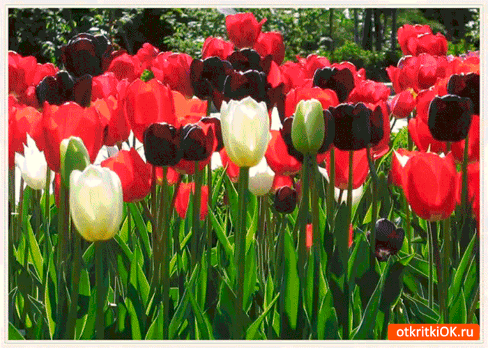 Великолепные тюльпаны