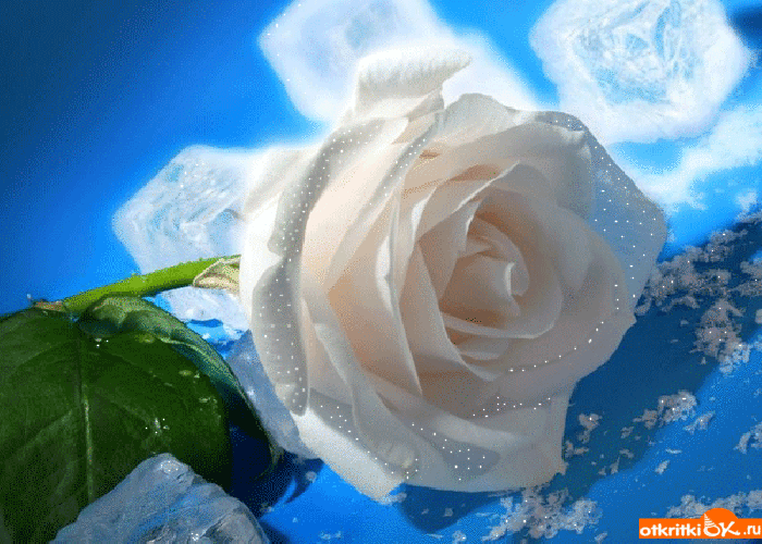 Классная роза