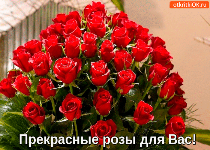 Прекрасные розы для вас