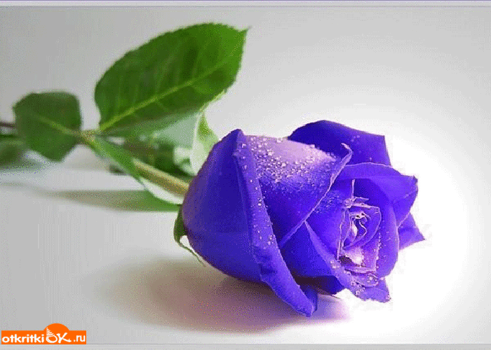 Голубая роза фото