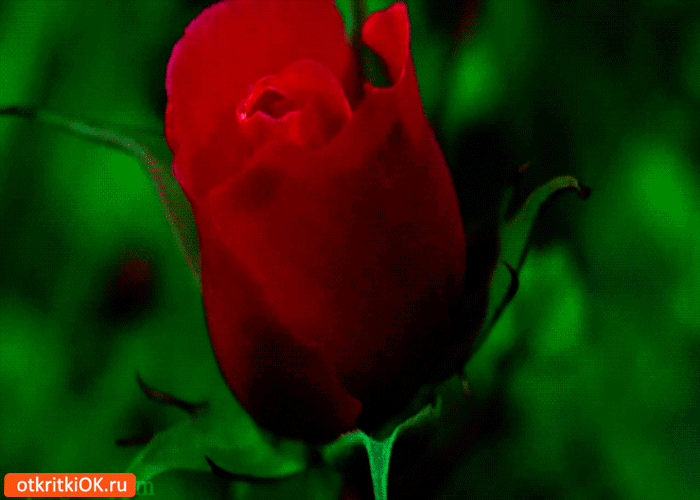 Цветущая роза для тебя
