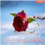 Красивая открытка с розами