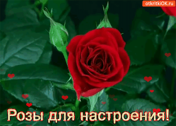 Эти роза для вас