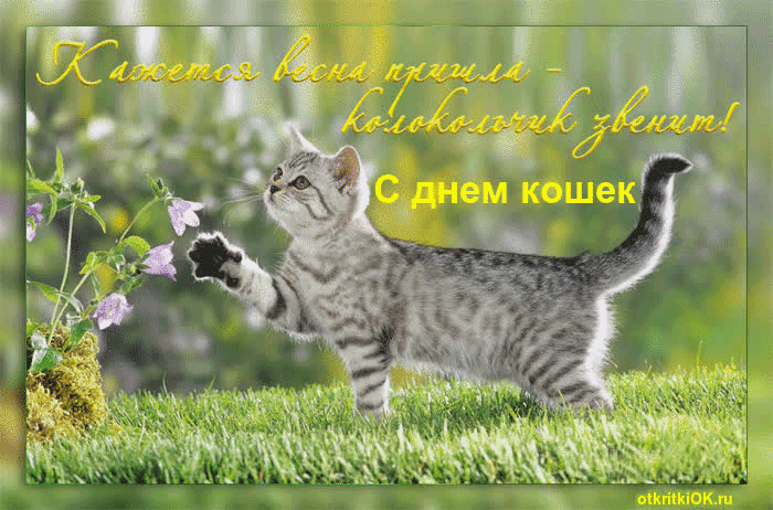 Всем открытка с днем кошек